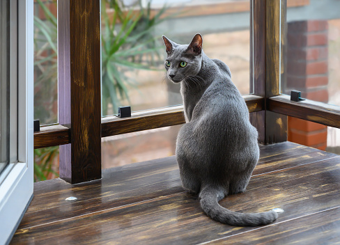 Portrait of a young gray cat on the balcony at home. Young gray cat posing for the photographer. The green-eyed domestic cat gracefully turned its neck. The breed is Russian blue.