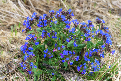 Forest lungwort (Pulmonaria) bush in early spring. Blooming purple-blue lungwort with dark green leaves. Early forest flowers appear among dry grass and have many flowers. Medicinal plant