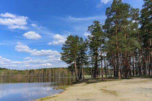 Spring landscape near a forest lake in sunny weather. A group of tall pines grows near the lake, decorating the sandy shore. White clouds in the form of caps float across the blue sky. Russia