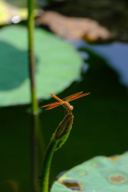 istock lotus flower in the lake with bright lighting 1383355236