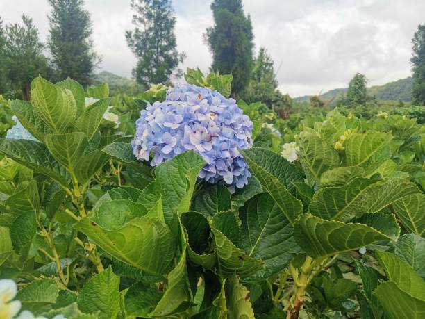 istock Close up photo of hydrangea flower. 1383363215