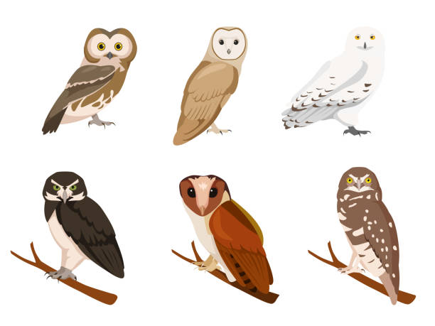 ilustraciones, imágenes clip art, dibujos animados e iconos de stock de conjunto de búhos en estilo de dibujos animados. ilustración vectorial de aves rapaces aisladas sobre fondo blanco. tipos de búhos en la imagen madriguera, bahía oriental, nevada, moteada, lechuza común, sierra del norte. - mochuelo excavador