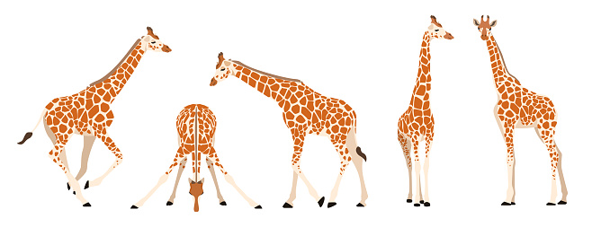Set of giraffes in different angles and emotions in a cartoon style. Vector illustration of herbivorous African animals isolated on white background.