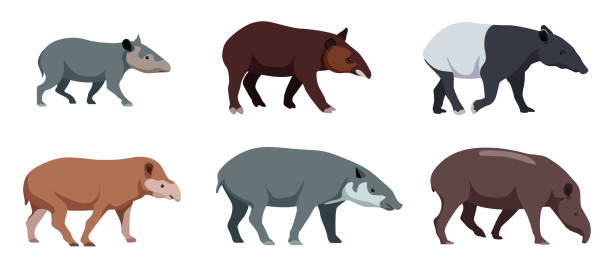 Set of different types of tapirs in cartoon style. Vector illustration of herbivores isolated on white background. Set of different types of tapirs in cartoon style. Vector illustration of herbivores isolated on white background. tapir stock illustrations