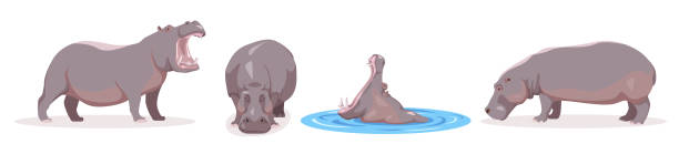 набор бегемотов в разных ракурсах и эмоциях в мультяшном стиле. векторная иллюстрация травоядных африканских животных, выделенных на бело� - hippopotamus stock illustrations