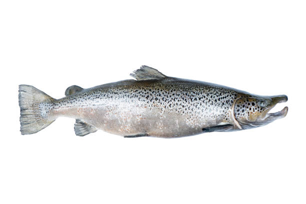 istock Salmon fish isolated on white background. Fresh wild salmon isolated on a white. Fresh whole salmon isolated. Empty space for text. Copy space. 1383370627