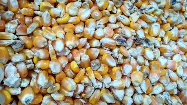 This shelled corn is taken in a Quality control laboratory to be tested