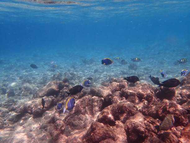 istock Fish in Rasdhoo island Maldives 1383383912