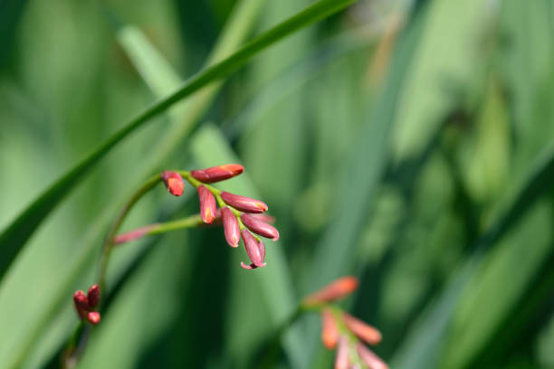 istock Montbretia Carmin Brilliant 1383384059