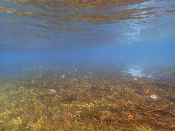 istock Fish in Rasdhoo island Maldives 1383384118