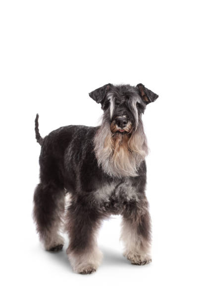 istock Studio shot of a black and white mini schnauzer 1383387131