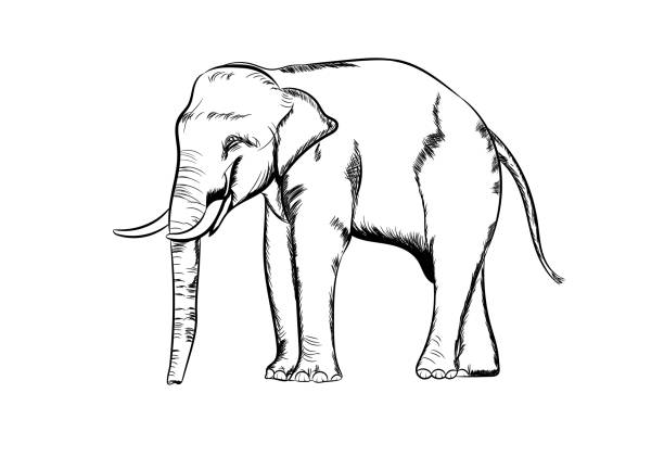 istock graphics drawing elephant Asia outline black and white transparent isolated white background vector illustration 1383389846
