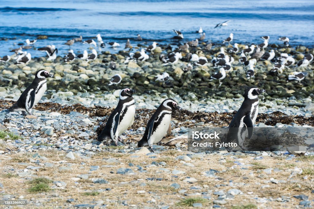 Four Magellanic penguins on Magdalena island in Chile Four wild Magellanic penguins (Spheniscus Magellanicus) walking on a coast of Magdalena island, Chile Exploration Stock Photo