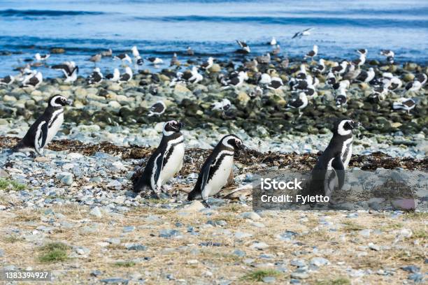 Four Magellanic Penguins On Magdalena Island In Chile Stock Photo - Download Image Now