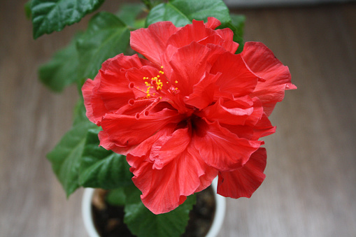 A double red hibiscus blossom  in a garden in Puerto Vallarta, Mexico.