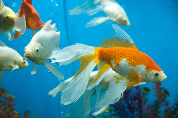 istock Goldfish and albinos in an aquarium with blue background. 1383395197