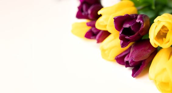 Tulips bouquet. Present for March 8, International Women's Day. Holiday decor with garden flowers. colorful yellow purple tulips on white background isolate. Selective focus. Spring, postcard. Banner