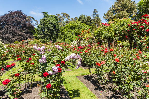 istock Arch with white blooming roses in the garden 1383401909