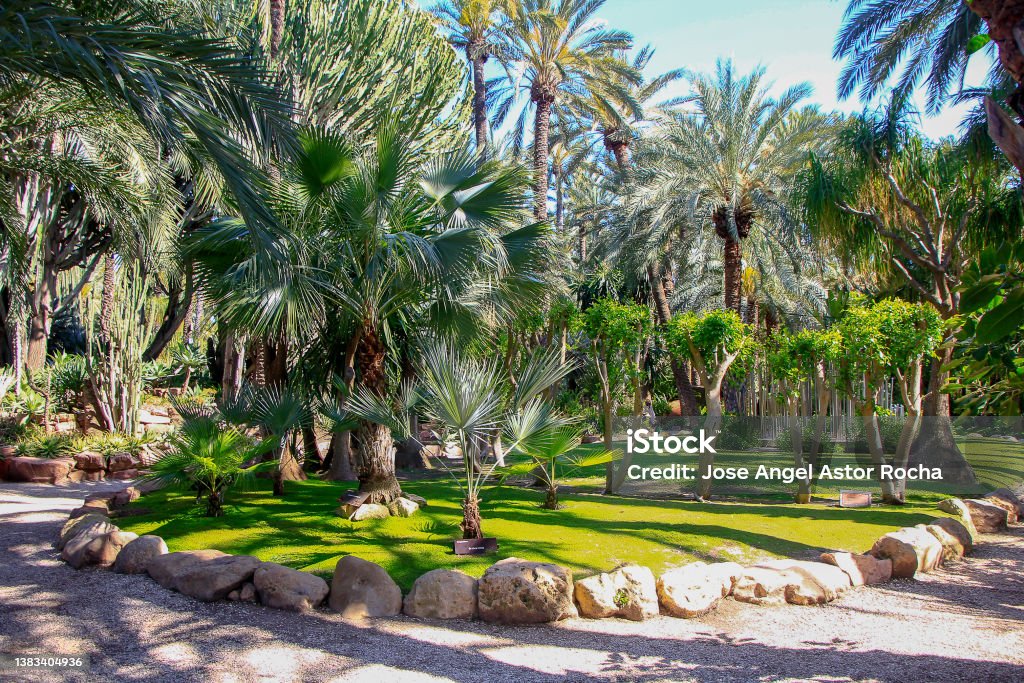 Path Inside A Tree Path Inside A Park Full Of Trees Stock Photo - Download Image Now ...