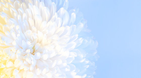 Closeup photo of pale chrysanthemum bouquet. Abstract floral background