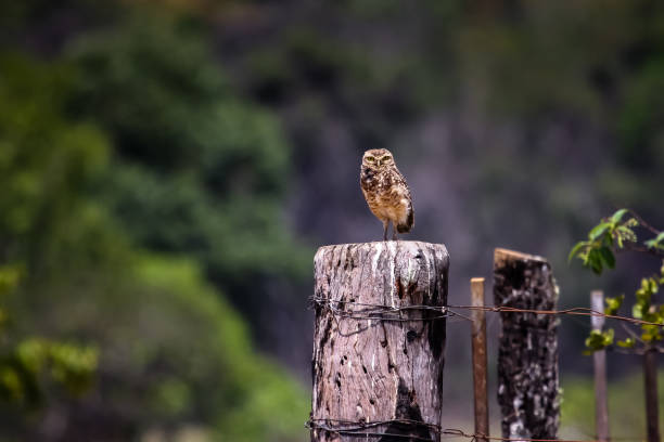 Common bird in the Brazilian savannah