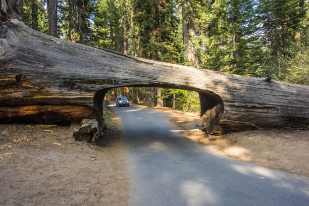 istock Car and tunnel log in Sequoia National Park 1383411559
