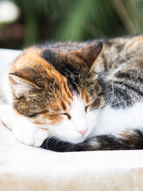 istock Multi-colored cat sleeps cutely in the garden on a blanket 1383411790