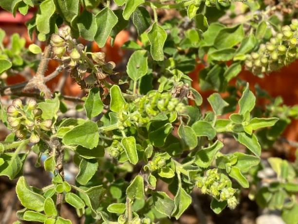 orégano é uma espécie de planta de floração da família de hortelã lamiaceae. era nativa da região do mediterrâneo, mas amplamente naturalizada em outros lugares do temperado hemisfério norte. - herb garden healthy eating freshness marjoram - fotografias e filmes do acervo