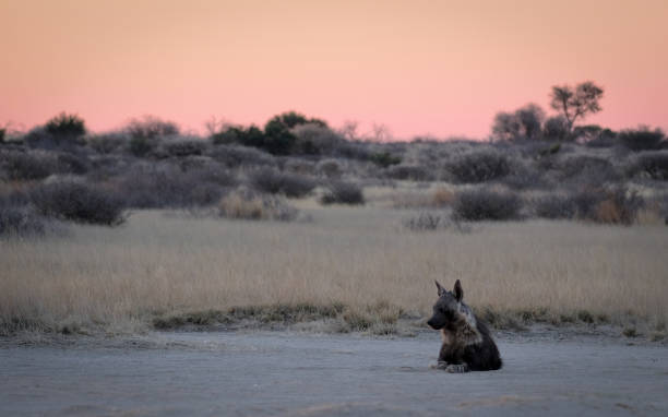 Brown Hyena in Botswana