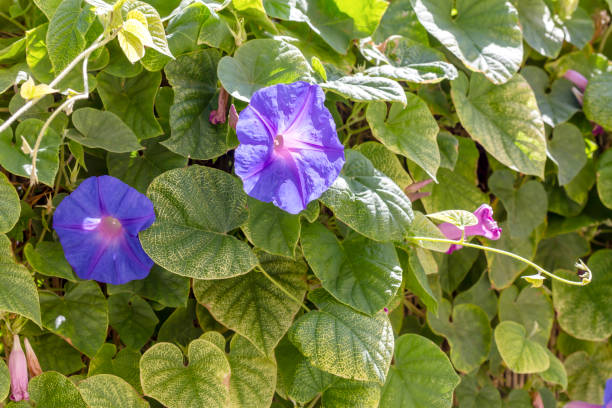 istock The climbing plant (Convolvulus) close-up 1383420877