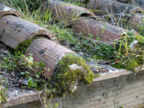 istock Look at the moss on the roof. 1383421165