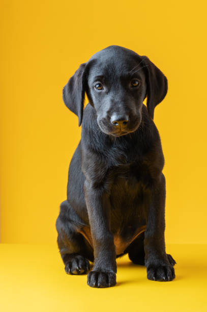 istock Black labrador retriever puppy 1383421291