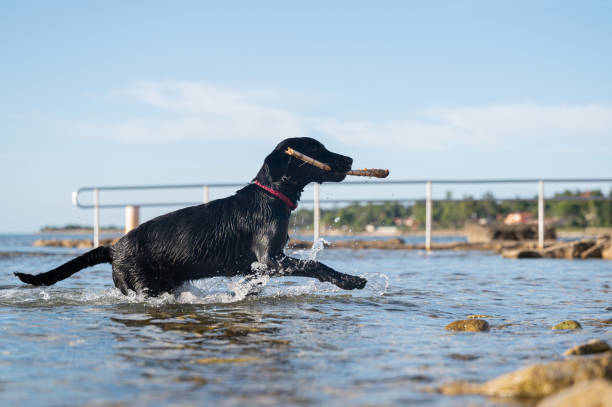 istock Labrador retriever fetching stick from the sea 1383421310