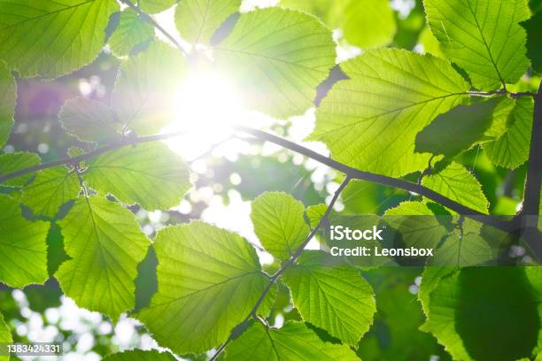 Forest Walk In Spring Stock Photo - Download Image Now - Forest Bathing, Austria, Backgrounds