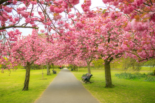 英国ロンドンの公園で美しい桜の木 - cherry tree tree autumn multi colored ストックフォトと画像