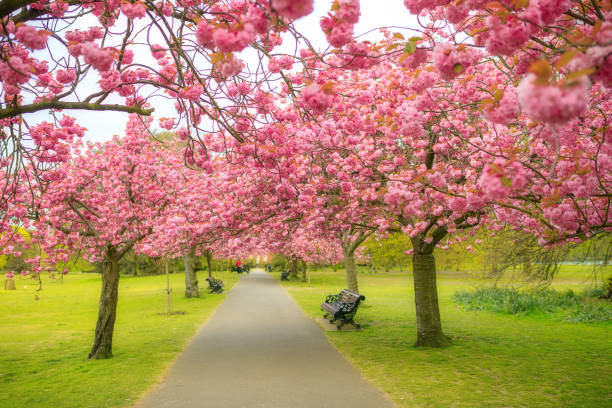 Beautiful Cherry blossom trees at park in London, UK Greenwich park is the best place and public park to see cherry blossom trees on April in London, England, United Kingdom kew gardens spring stock pictures, royalty-free photos & images