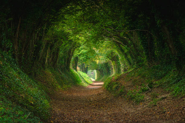 sendero mágico del bosque y túnel de árboles al amanecer en primavera - landscape green tree leaf fotografías e imágenes de stock