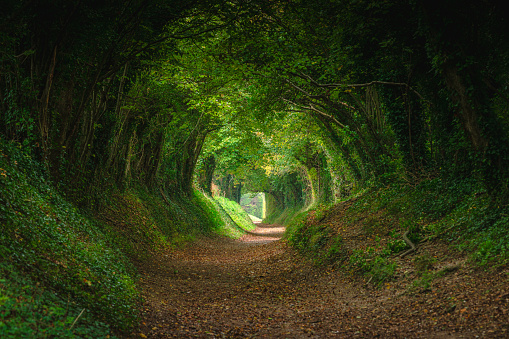 Nature background of dreamy, fairy tale and beautiful jungle forest pedestrian footpath alley way place for walking in tunnel of old oak green trees light up with sun rays trough grass at sunset on spring day