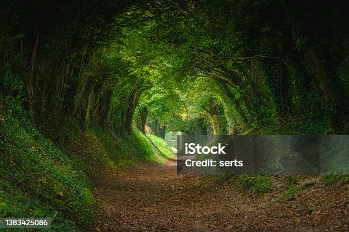istock Magical forest path and tree tunnel at sunrise on spring 1383425086