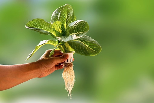 Hand of young man holding a white hydroponic pot with vegetable seedlings growing on a sponge isolated on green blurred background with clipping path. Grow vegetables without soil concept.
