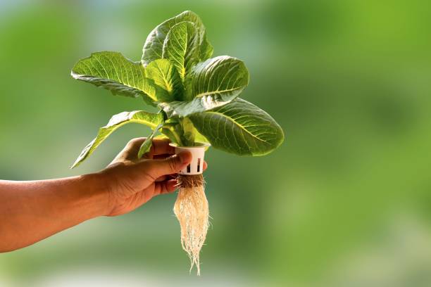 Hand of young man holding a white hydroponic pot with vegetable seedlings growing on a sponge isolated on green blurred background with clipping path. Grow vegetables without soil concept. stock photo