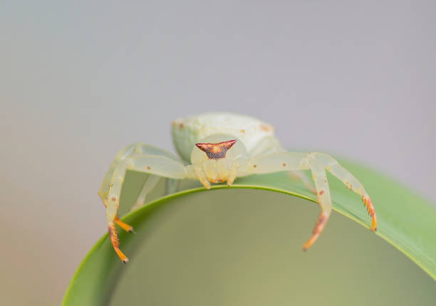 istock Crab spider insect (Thomisidae) on the leaf macro closeup 1383430587