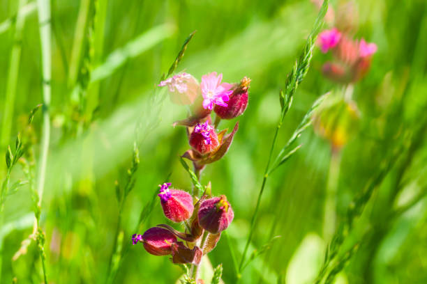 Silene dioica Melandrium rubrum, known as red campion and red catchfly, is a herbaceous flowering plant in the family Caryophyllaceae. Red campion.