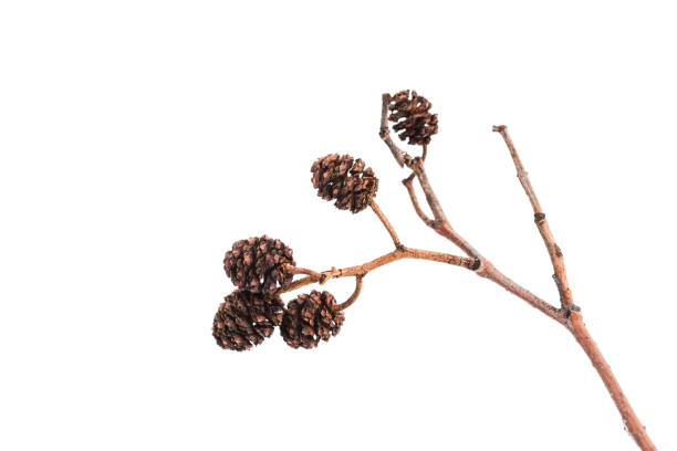 istock Alder cones isolated on white background close up 1383433888