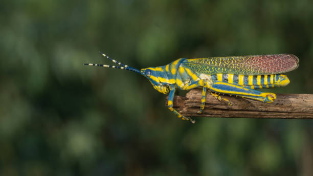 istock Dactylotum bicolor rainbow grasshopper, painted grasshopper with natural background closeup macro 1383437116