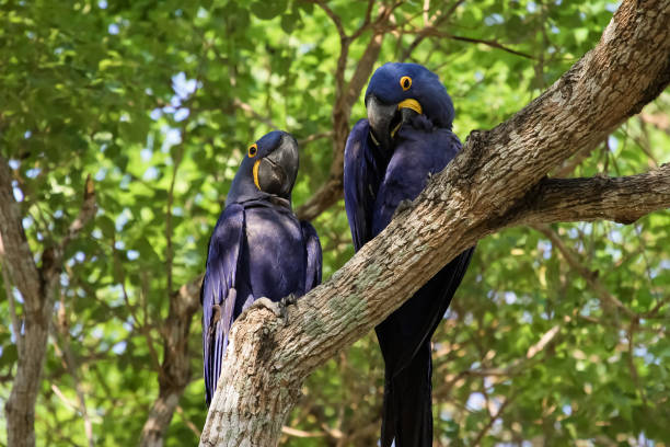 istock Two Hyacinth macaws perching together on a branch, Pantanal Wetlands 1383440964