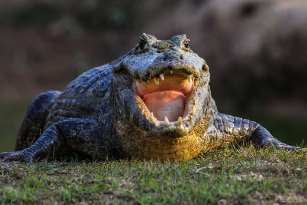 istock Black caiman cooling down with open mouth, Pantanal Wetlands 1383441485