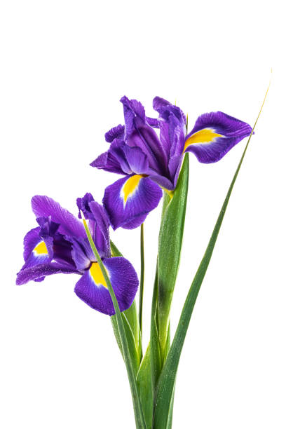 istock Beautiful Blue English Iris (Iridaceae Iris latifolia) isolated on white background 1383446901
