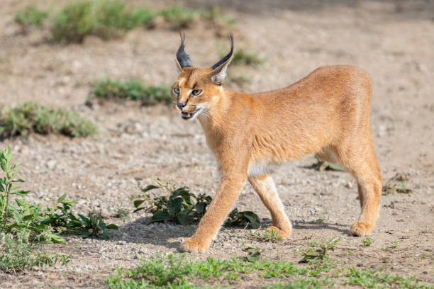 istock Caracal Cat on the African Savannah 1383446906