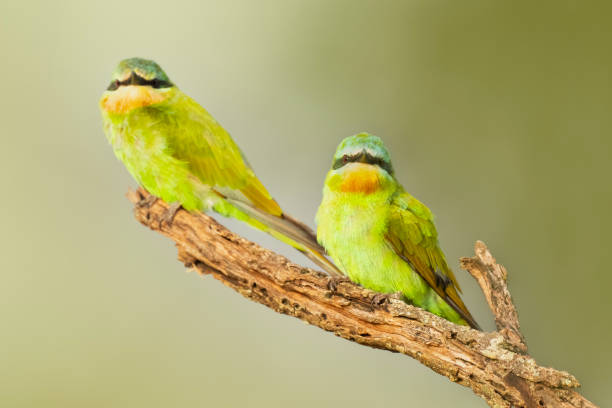 2つの青い頬のビーイーター - bee eater colorful bird beautiful bird animal ストックフォトと画像